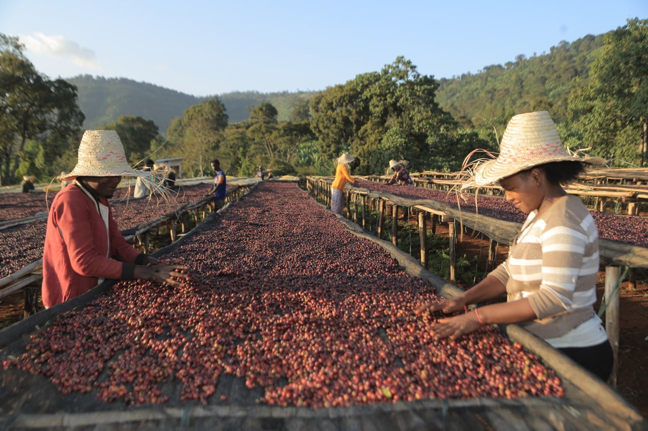 Ethiopia Buku saysa
