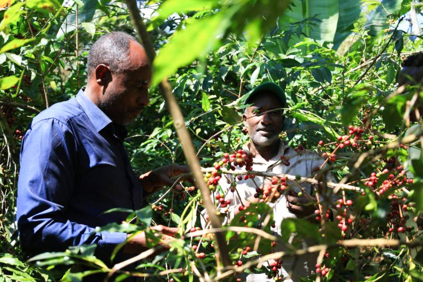 Ethiopia Samii Bensa Setamo